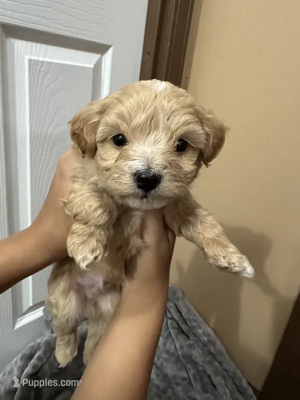 Simba – Maltipoo puppy for sale in Harmony, NC