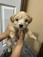 Simba, a male Maltipoo for sale in Harmony, NC – 1 of 7