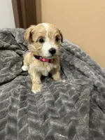 Nala, a female Maltipoo for sale in Harmony, NC – 4 of 8