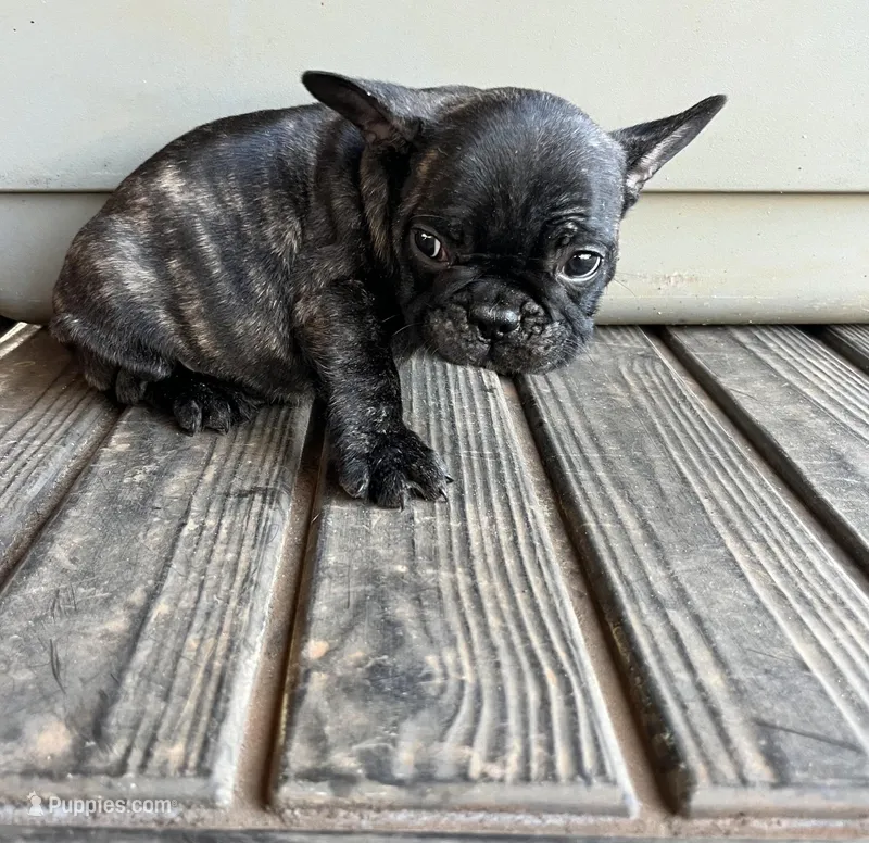     Basil – French Bulldog puppy for sale in Albany, GA