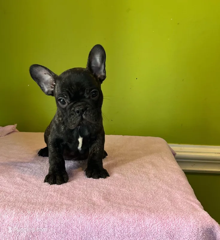     Basil – French Bulldog puppy for sale in Albany, GA
