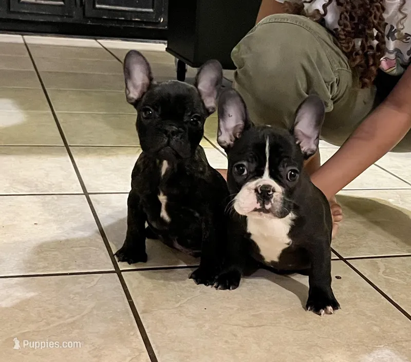     Basil – French Bulldog puppy for sale in Albany, GA