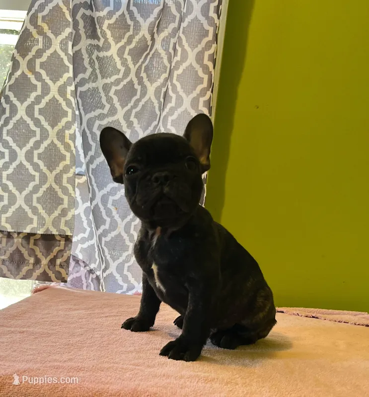     Basil – French Bulldog puppy for sale in Albany, GA