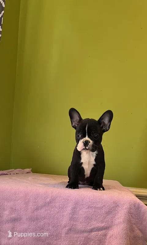 Harper – French Bulldog puppy for sale in Albany, GA