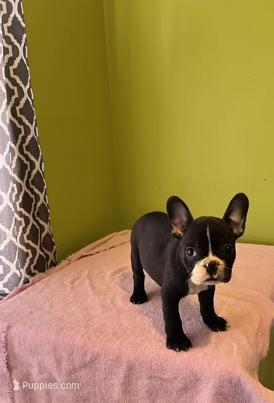 Harper – French Bulldog puppy for sale in Albany, GA