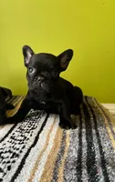 Oliver , a male French Bulldog for sale in Albany, GA – Photo 2 of 2