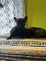 Oliver , a male French Bulldog for sale in Albany, GA – Photo 1 of 2