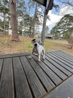 Heaven, a female Dogo Argentino for sale in Albany, GA – Photo 2 of 2