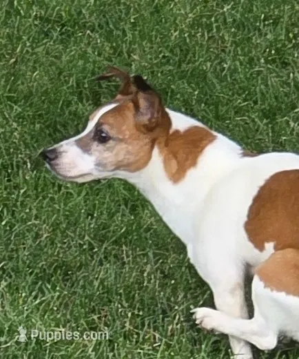 Molly – Jack Russell Terrier puppy for sale in New Haven, IN
