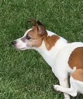 Molly, a female Jack Russell Terrier for sale in New Haven, IN – 1 of 3