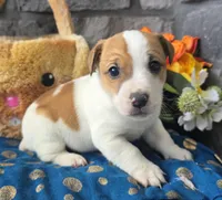 Brownie, a male Jack Russell Terrier for sale in New Haven, IN – Photo 4 of 4