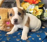 Brownie, a male Jack Russell Terrier for sale in New Haven, IN – Photo 3 of 4