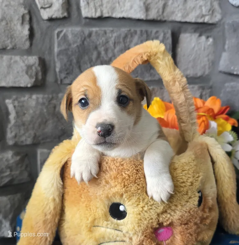 Brownie – Jack Russell Terrier puppy for sale in New Haven, IN
