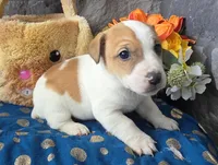 Brownie, a male Jack Russell Terrier for sale in New Haven, IN – Photo 2 of 4