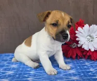 Ramble, a male Jack Russell Terrier for sale in New Haven, IN – 4 of 4
