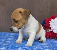 Ramble, a male Jack Russell Terrier for sale in New Haven, IN – 2 of 4