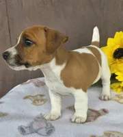 Rocket , a male Jack Russell Terrier for sale in New Haven, IN – 5 of 5
