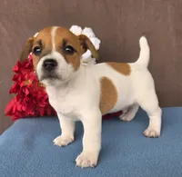 Brownie, a male Jack Russell Terrier for sale in New Haven, IN – 3 of 4