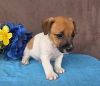 Bailey , a male Jack Russell Terrier for sale in New Haven, IN – 4 of 4