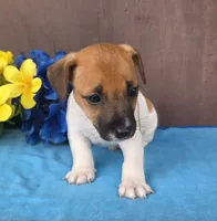 Bailey , a male Jack Russell Terrier for sale in New Haven, IN – 2 of 4