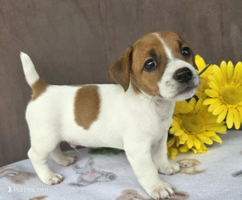 Rocket  – Jack Russell Terrier puppy for sale in New Haven, IN