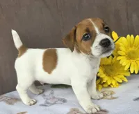 Rocket , a male Jack Russell Terrier for sale in New Haven, IN – 1 of 5