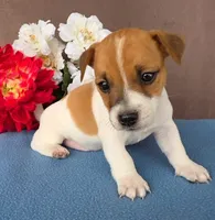 Brownie, a male Jack Russell Terrier for sale in New Haven, IN – 2 of 4
