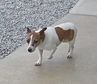 Molly, a female Jack Russell Terrier for sale in New Haven, IN – 2 of 3