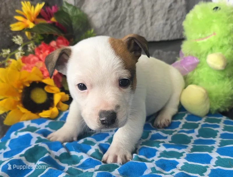 Buster – Jack Russell Terrier puppy for sale in New Haven, IN