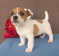 Brownie, a male Jack Russell Terrier for sale in New Haven, IN – 4 of 4