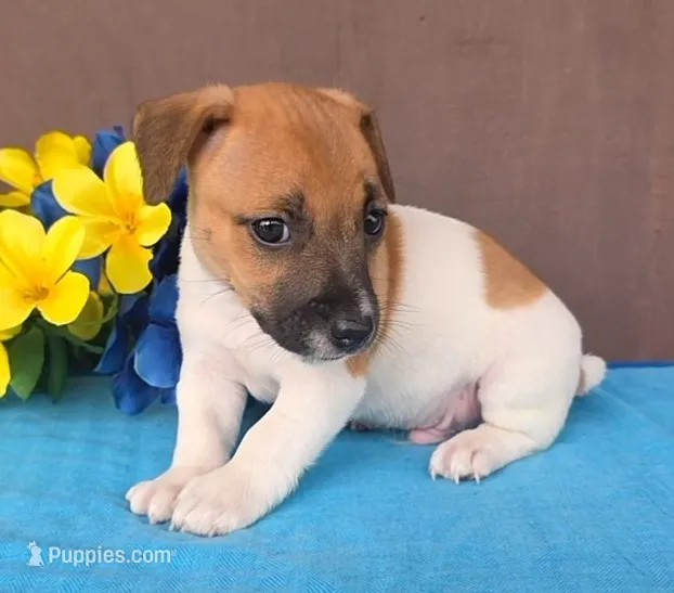 Bailey  – Jack Russell Terrier puppy for sale in New Haven, IN