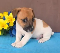 Bailey , a male Jack Russell Terrier for sale in New Haven, IN – 1 of 4