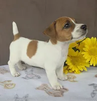 Rocket , a male Jack Russell Terrier for sale in New Haven, IN – 4 of 5