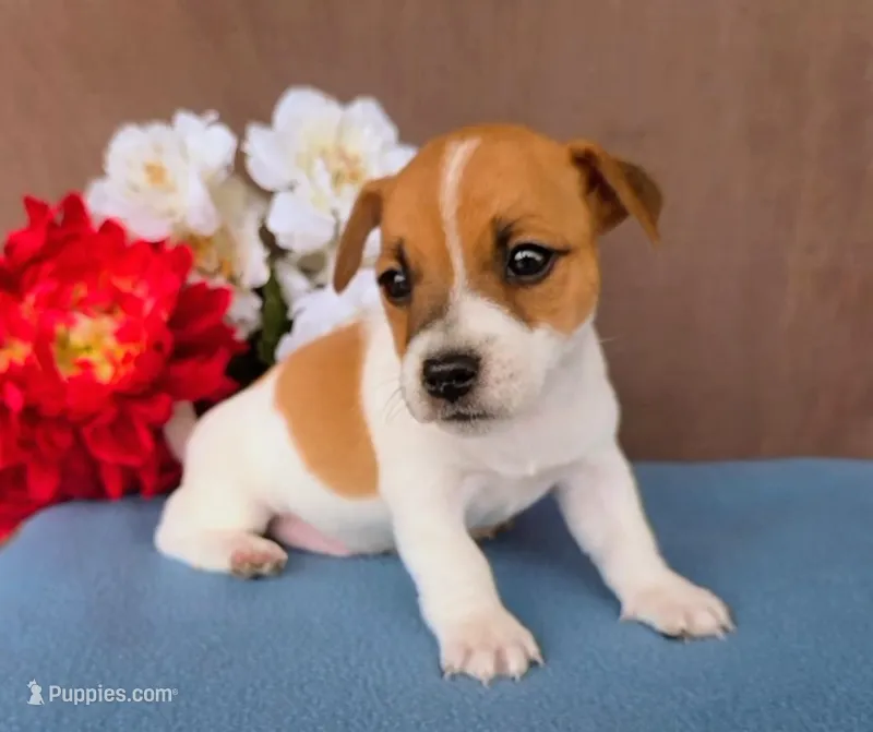 Brownie – Jack Russell Terrier puppy for sale in New Haven, IN