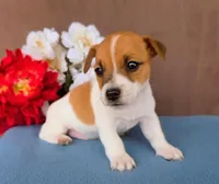 Brownie, a male Jack Russell Terrier for sale in New Haven, IN – 1 of 4