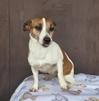 Molly, a female Jack Russell Terrier for sale in New Haven, IN – 3 of 3