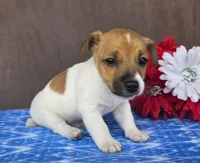 Ramble, a male Jack Russell Terrier for sale in New Haven, IN – 3 of 4