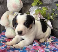 Bella, a female Jack Russell Terrier for sale in New Haven, IN – Photo 3 of 4
