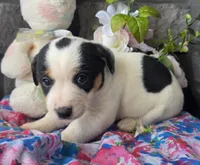 Bella, a female Jack Russell Terrier for sale in New Haven, IN – Photo 4 of 4