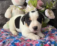 Bella, a female Jack Russell Terrier for sale in New Haven, IN – Photo 2 of 4