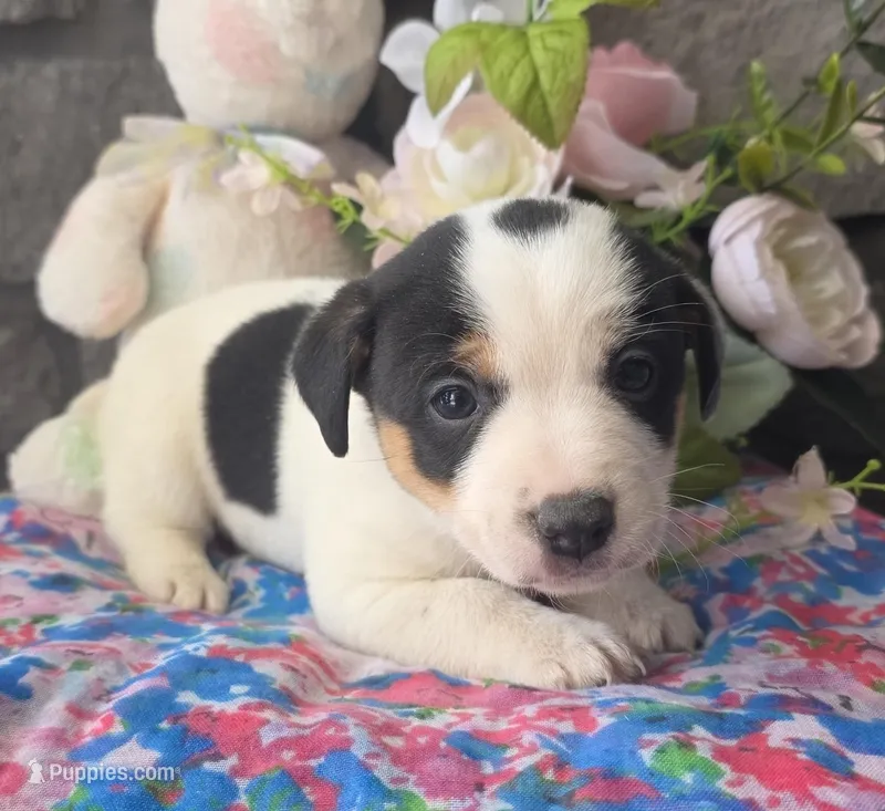 Bella – Jack Russell Terrier puppy for sale in New Haven, IN