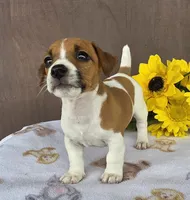 Rocket , a male Jack Russell Terrier for sale in New Haven, IN – 3 of 5