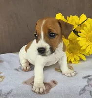 Rocket , a male Jack Russell Terrier for sale in New Haven, IN – 2 of 5