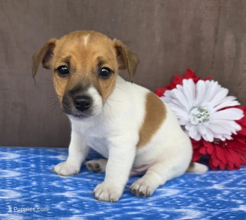 Ramble – Jack Russell Terrier puppy for sale in New Haven, IN