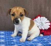 Ramble, a male Jack Russell Terrier for sale in New Haven, IN – 1 of 4