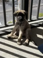 Nyla, a female Belgian Malinois and German Shepherd Dog for sale in Naples, FL – Photo 5 of 6