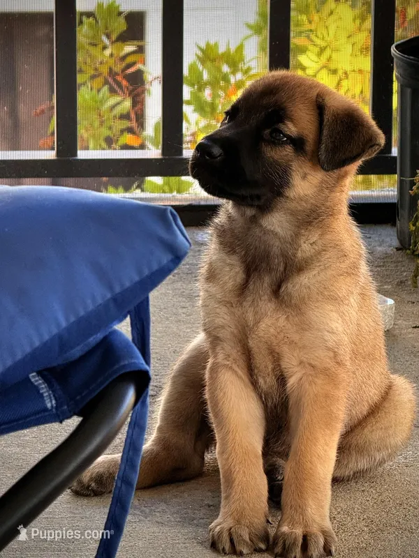 Nyla – Belgian Malinois, German Shepherd Dog puppy for sale in Naples, FL
