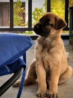 Nyla, a female Belgian Malinois and German Shepherd Dog for sale in Naples, FL – Photo 1 of 6