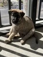 Nyla, a female Belgian Malinois and German Shepherd Dog for sale in Naples, FL – Photo 3 of 6