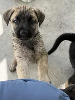 Nyla, a female Belgian Malinois and German Shepherd Dog for sale in Naples, FL – Photo 4 of 6